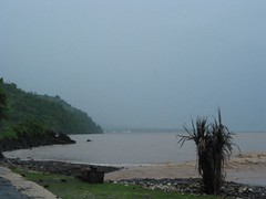"黃色海洋"